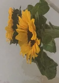 1970全新版本《素锦年华》 布鲁托作品完结免费阅读