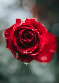 1970全新版本《浪荡玫瑰园》 deerfrank作品完结免费阅读