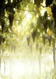 尤即著作《夏日欲流膏》小说全文阅读